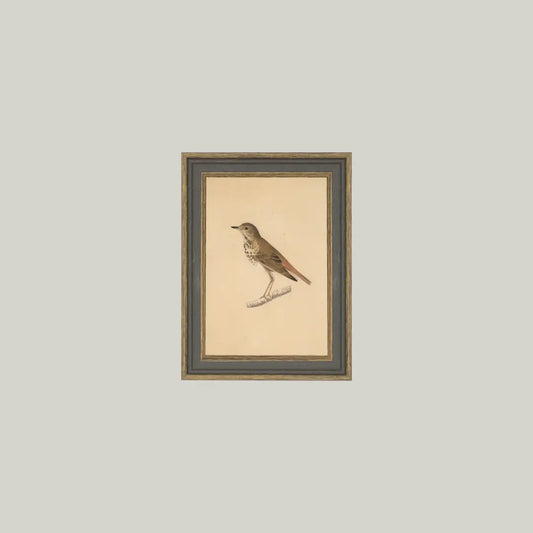Bird Framed Antique Art