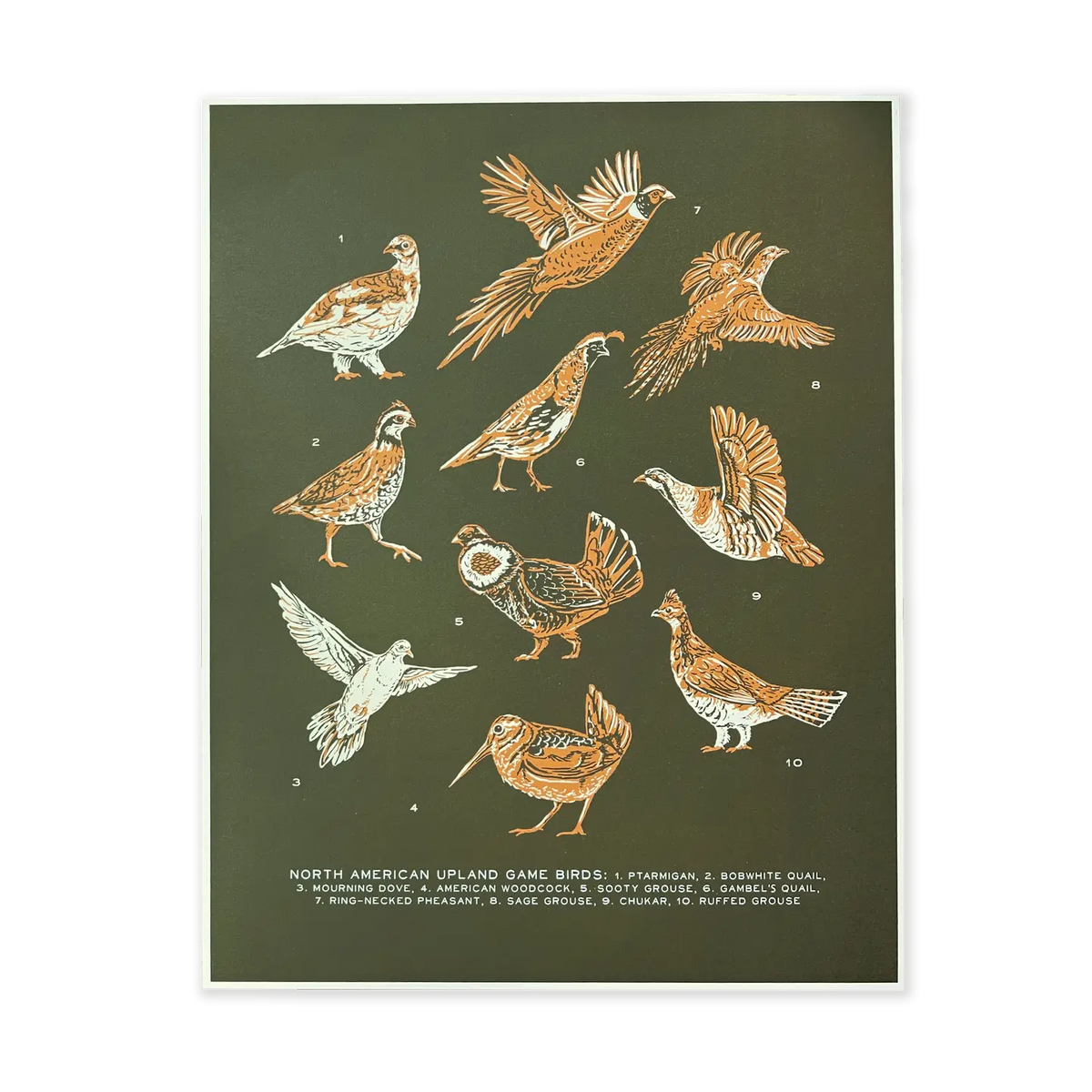 Upland Game Bird Art Print