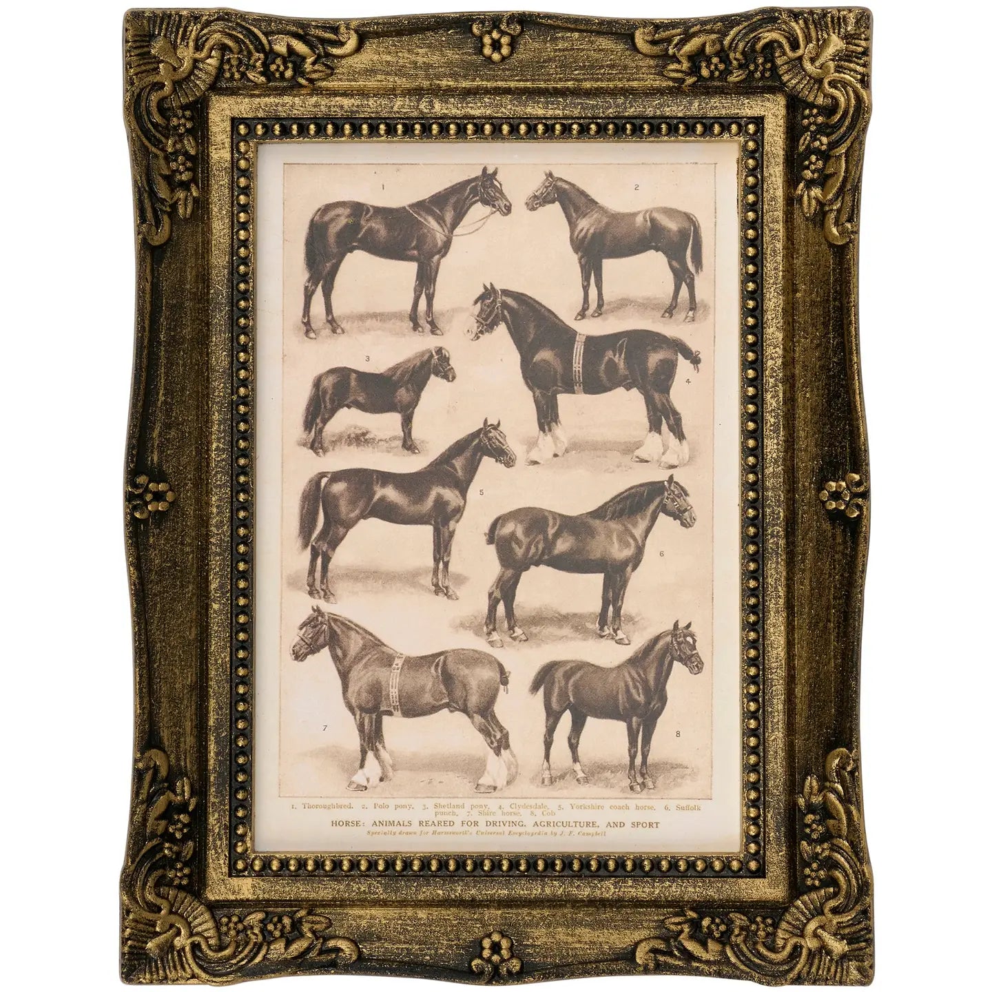 Horse Breeds Wall Art